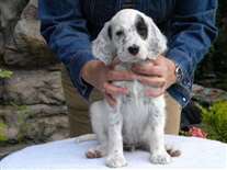 Click for large image