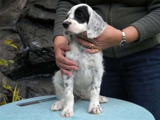 Click for large image