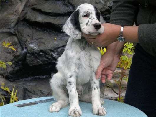 Click for large image