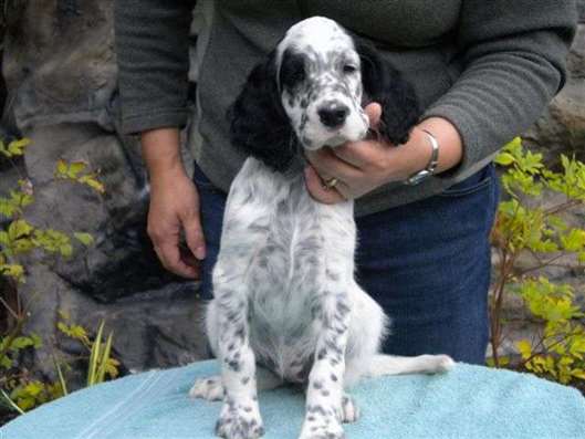 Click for large image