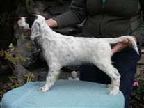 Click for large image