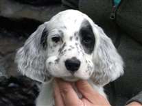 Click for large image