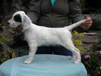 Click for large image