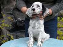 Click for large image