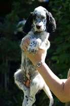 Click for large image