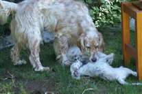 Click for large image