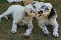 Click for large image