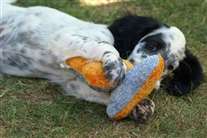 Click for large image