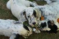 Click for large image