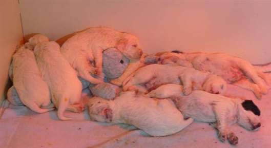 Click for large image