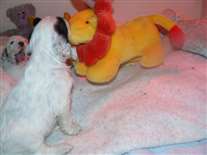 Click for large image