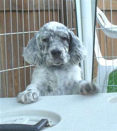 Click for large image