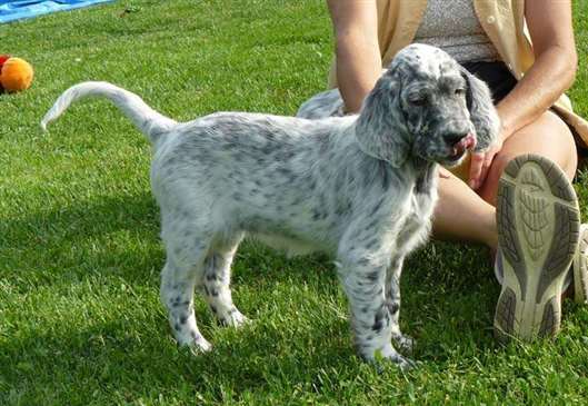 Click for large image