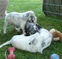 Click for large image