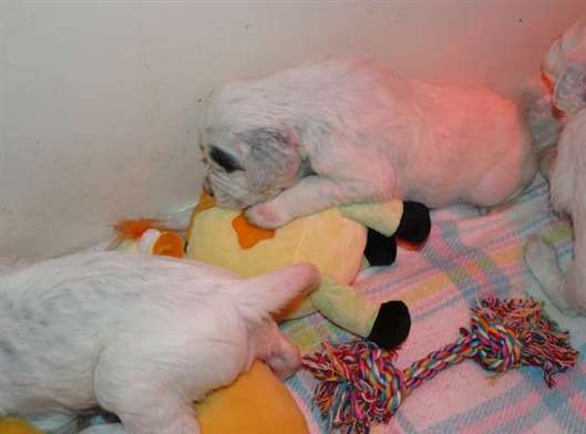 Click for large image