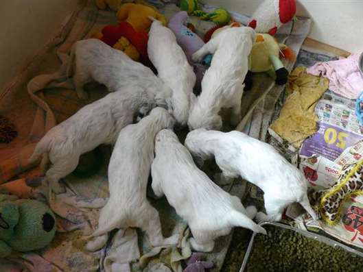 Click for large image