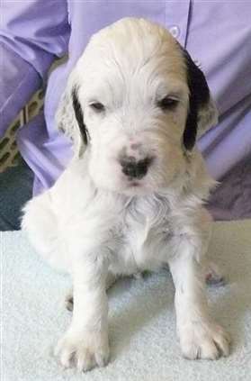 Click for large image