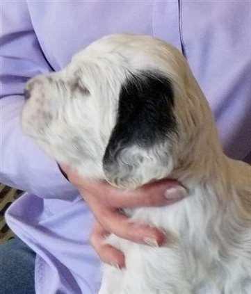 Click for large image