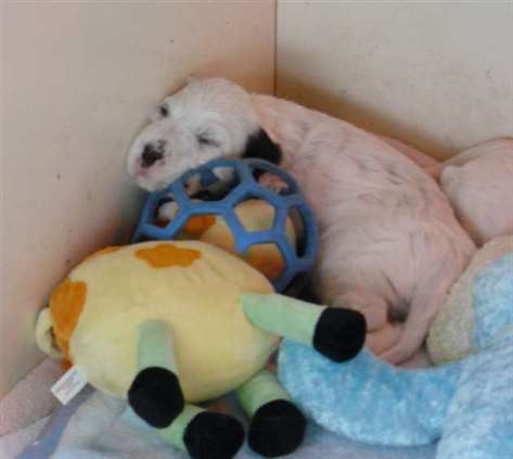 Click for large image