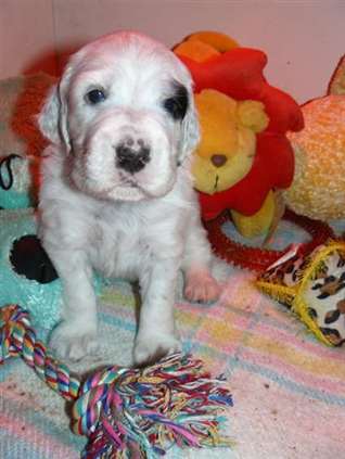 Click for large image