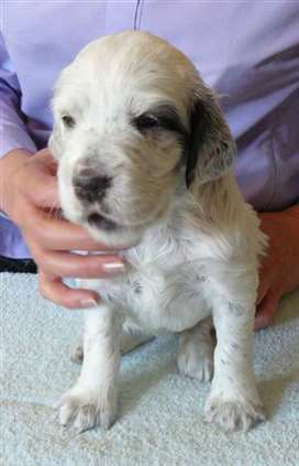 Click for large image