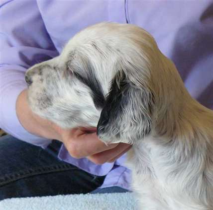 Click for large image