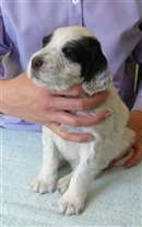 Click for large image