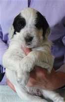 Click for large image