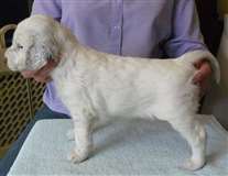 Click for large image