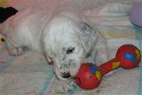 Click for large image