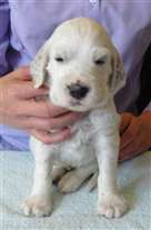 Click for large image