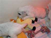 Click for large image