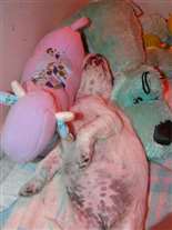 Click for large image