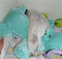 Click for large image