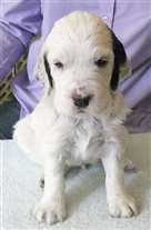 Click for large image