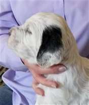 Click for large image