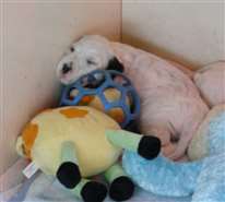 Click for large image