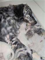 Click for large image