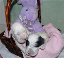 Click for large image