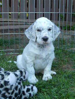 Click for large image