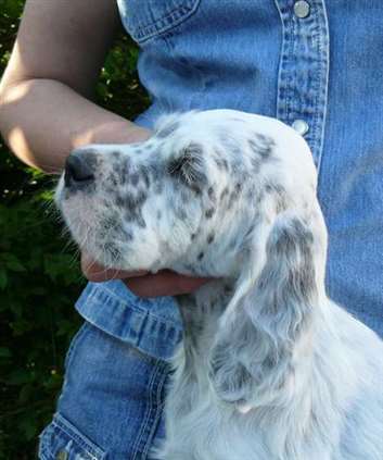 Click for large image