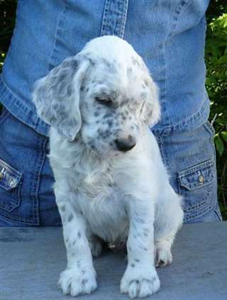 Click for large image