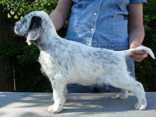 Click for large image