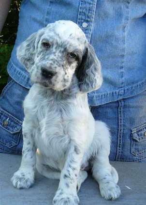 Click for large image