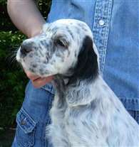 Click for large image