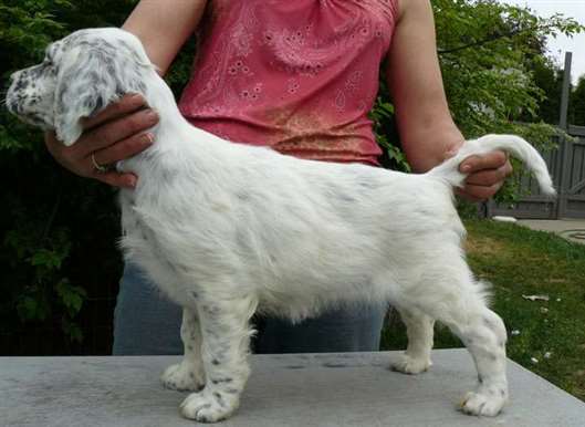 Click for large image