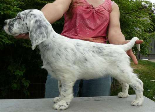 Click for large image