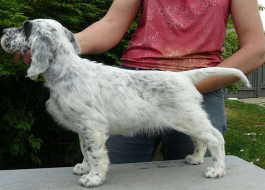 Click for large image