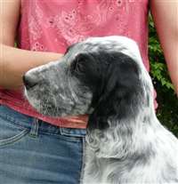 Click for large image