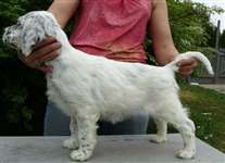 Click for large image